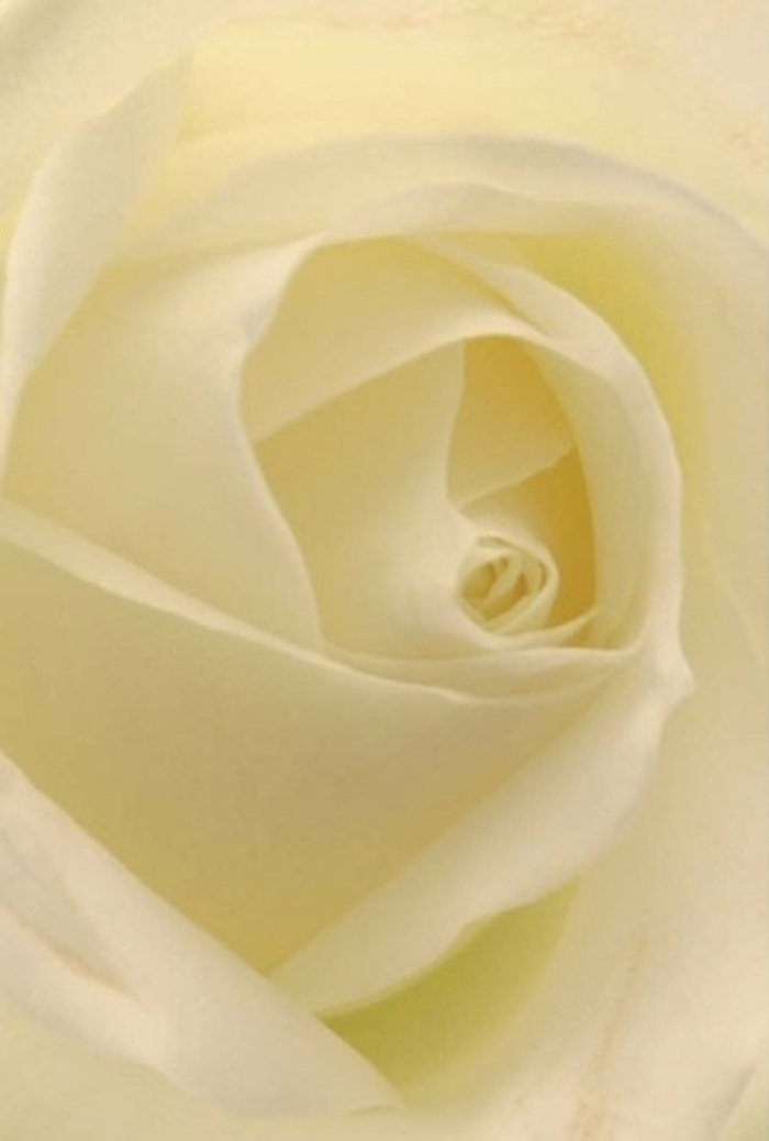 From my vantage as a local Catford florist, gazing into this creamy ivory rose is like entering a quiet sanctuary amid the rhythm of the neighbourhood. The petals curl inward in a perfect spiral, each overlapping edge a study in restrained beauty and purity-echoing the tranquil vibes from nearby parks like Ladywell Fields. Gentle light dances across matte and gently luminous surfaces, its subtle shadows gently carving out three-dimensional depth within the flower's heart. The colour palette is understated and refined: creamy whites, soft lemon hints, and just a whisper of translucent silver outlining the outer petals. Arranged with both artistry and heart, this rose feels perpetually appropriate-eloquent as a token of heartfelt apology, a gesture of romantic promise, or the centrepiece at a Catford celebration. Its silent resilience and grace radiate serenity, just as its imagined, barely-there scent brings a touch of freshness to any space. In every precise curl and flawless fold, you sense the wisdom of nature, harmonised by the gentle skill of a Catford florist who knows how to capture the emotion of the moment, right down to the last petal.